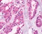 XPR1 Antibody (C-Terminus)